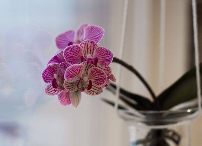 Så får du din orkidé att blomma igen