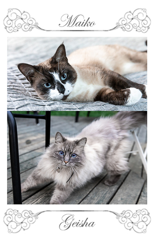 cat