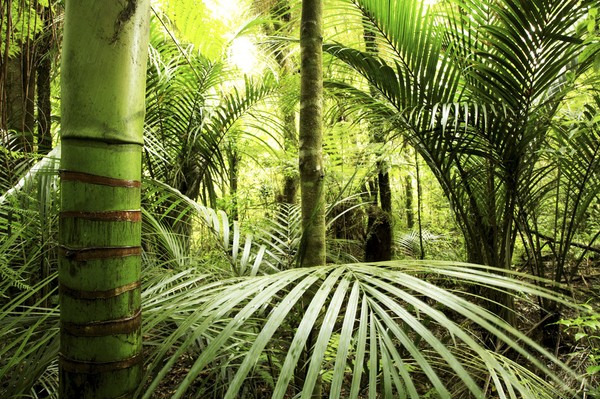 Djungel Tapet Bambu Skog Fototapet