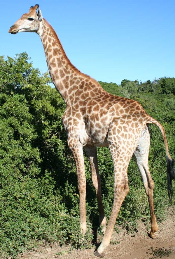 hur låter en giraff