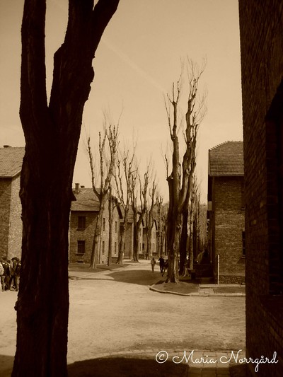 förintelsen Auschwitz, till synes döda träd