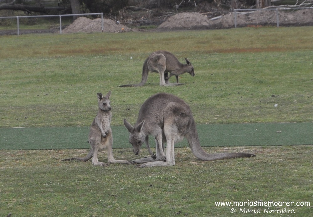 djur i Australien - känguru