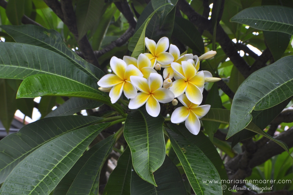 Australiens flora - exotisk frangipani (plumeria) i Sydney, New South Wales