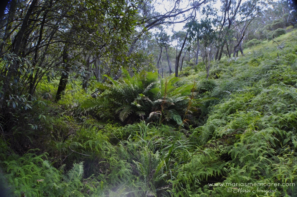 Hiking in Blue Mountains, Australia / vandra i Blue Mountains, Australien