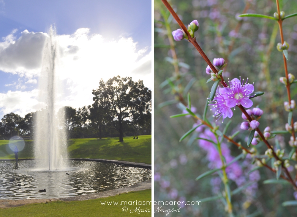 turistattraktioner i Perth - botanisk trädgård, Kings Park