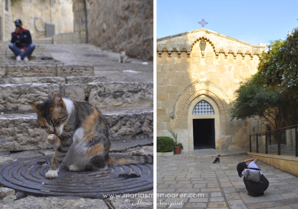 kattdestinationer - Jerusalem