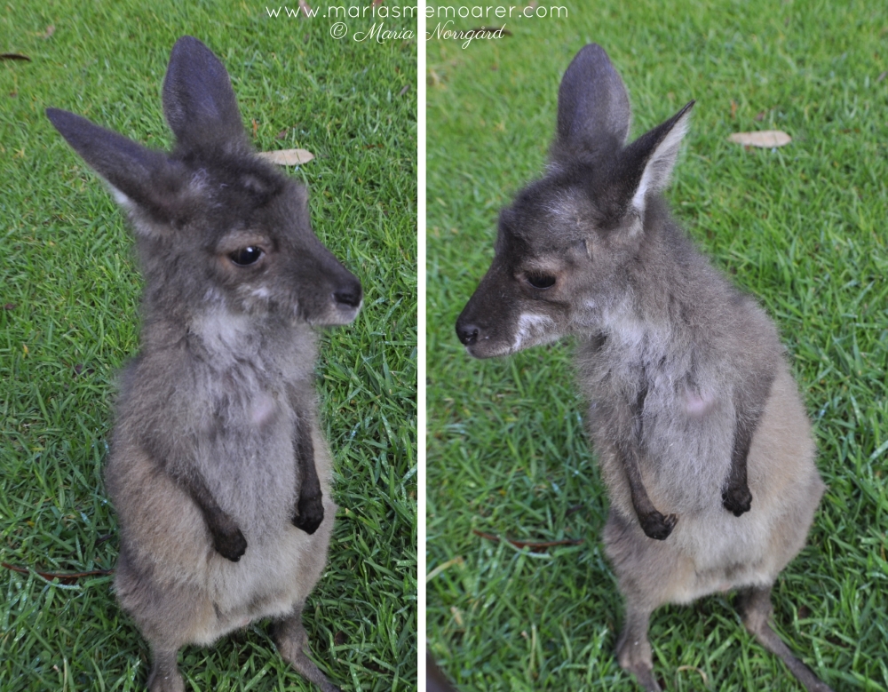 baby wallaby i Denmark, Western Australia