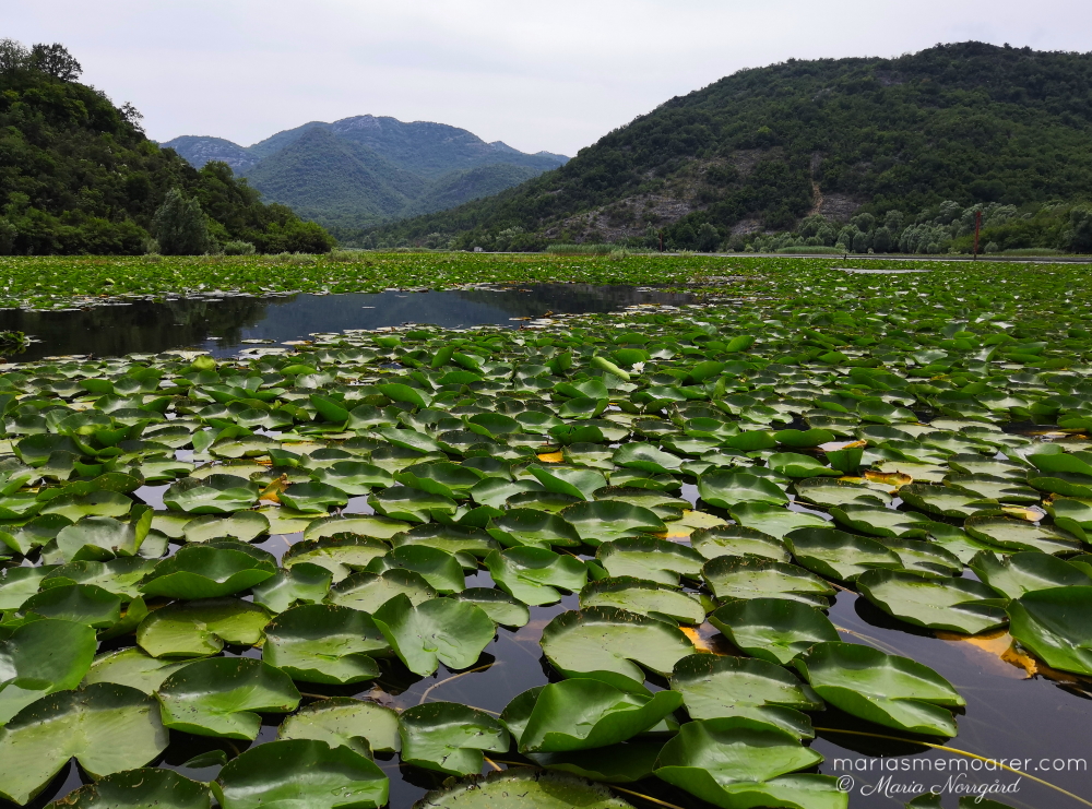 fotoutmaning grönska - näckrosblad crnojevica floden montenegro