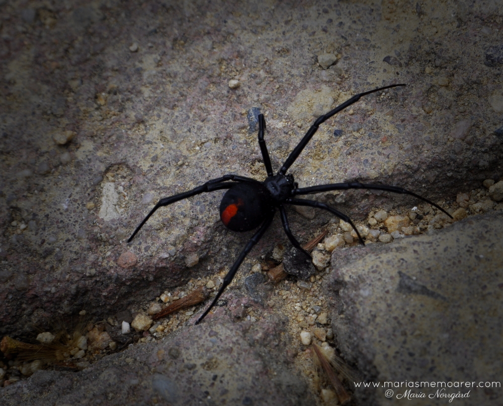 fotoutmaning - uppifrån - redback spindel Australien Sydney
