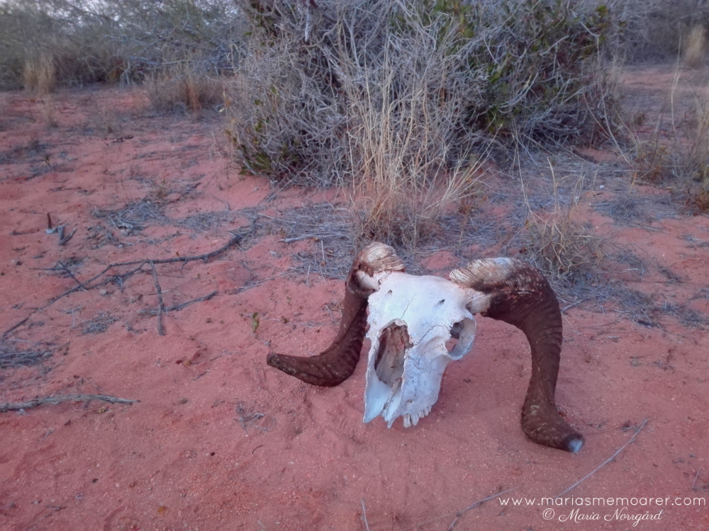 kranie getabock i Australiens bush / outback