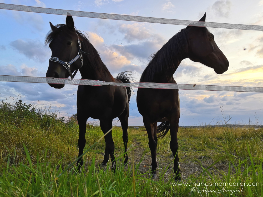 hästar i solnedgång - fota hästar teknik