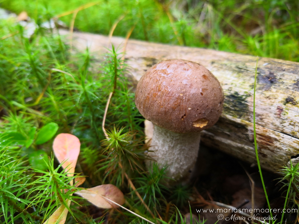 autumn - nordic nature - forest - mushroom