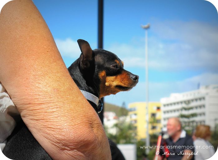 hundar på Teneriffa / dogs in Tenerife