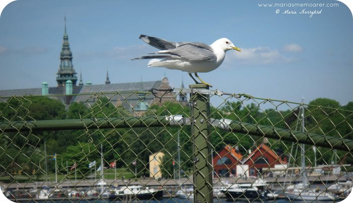 seagull on Kastellholmen, Stockholm