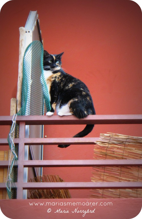 Teneriffakatt / Tenerife cat