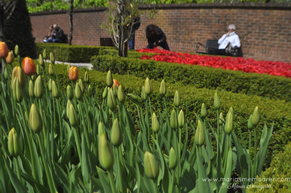 vår i Holland - tulpanknoppar i Keukenhof blomsterpark