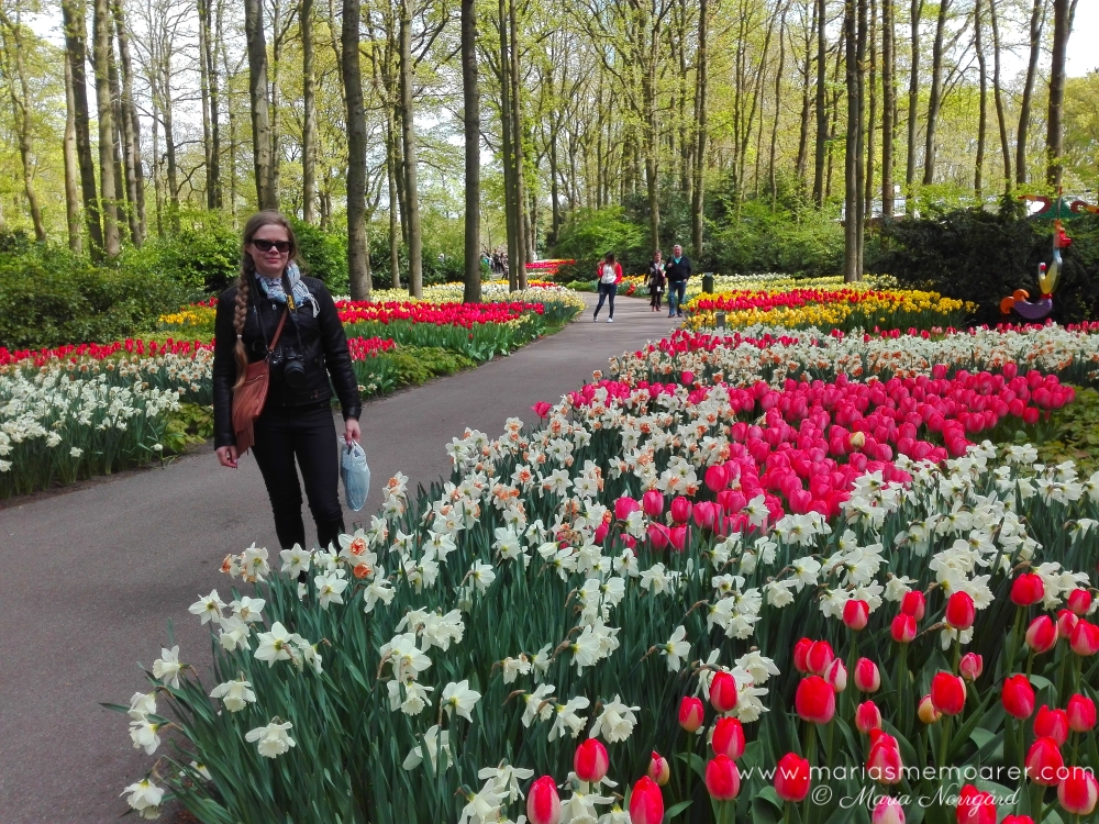bästa destinationen för att möta våren - Holland med sina tulpaner
