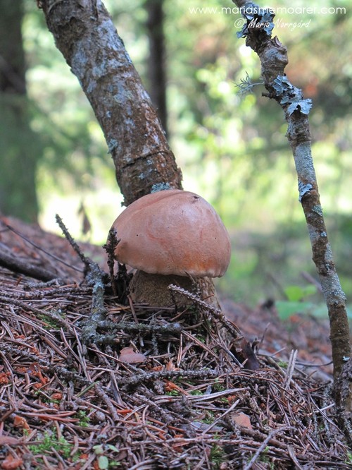 svamp i Kimo skogar