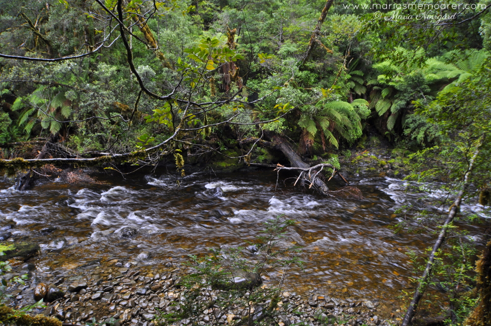 photo challenge fotoutmaning climate klimat - rainforest Tasmania
