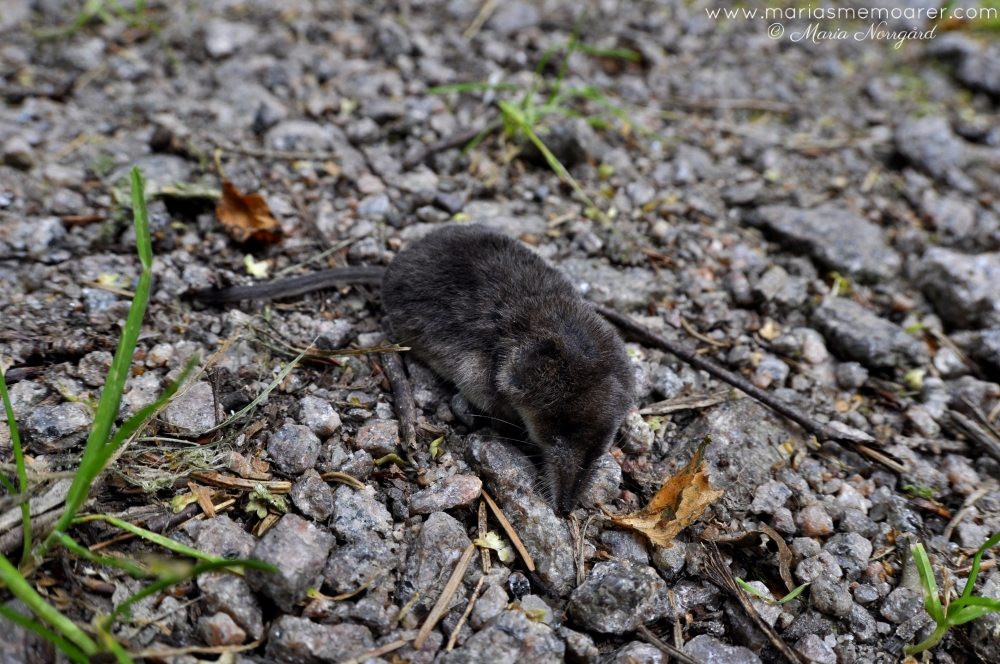 näbbmus, common shrew (nordic animals), nokkahiiri