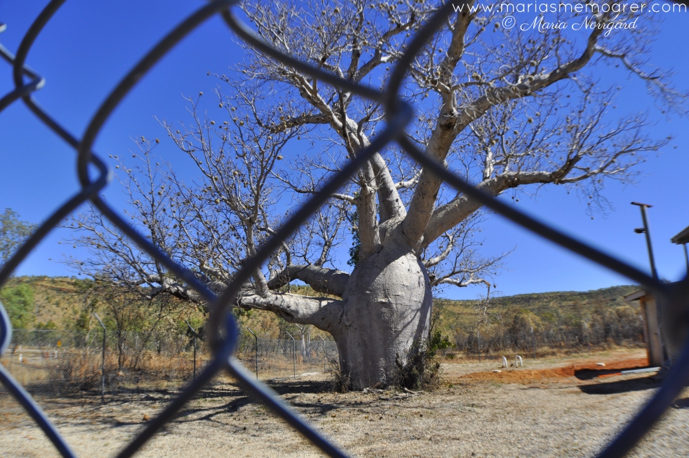träd i Australien - australisk baobabträd, Northern Territory