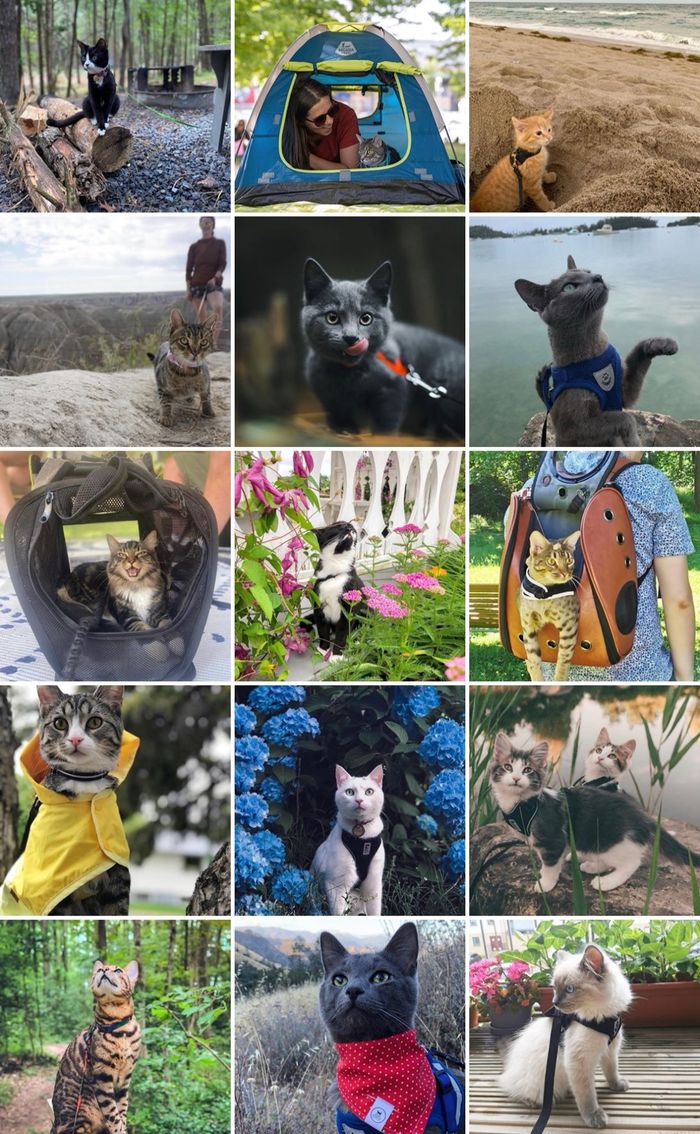 äventyrliga katter på instagram
