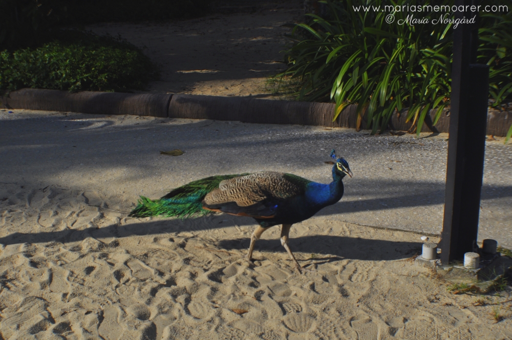 påfågel på Sentosa Island, Singapore / peacock on Sentosa Island