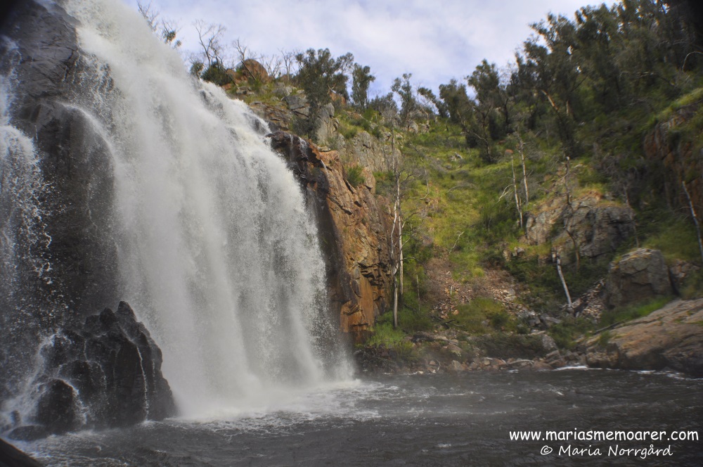 vattenfall i Australien: waterfall MacKenzie Falls, Grampians National Park, Victoria, Australia