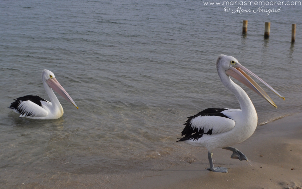 pelikaner vid Australiens västkust, Kalbarri