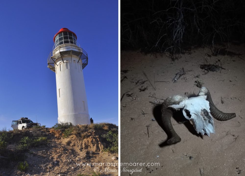 Quobba Lighthouse fyr i Western Australia & djurkranie i Australiens outback