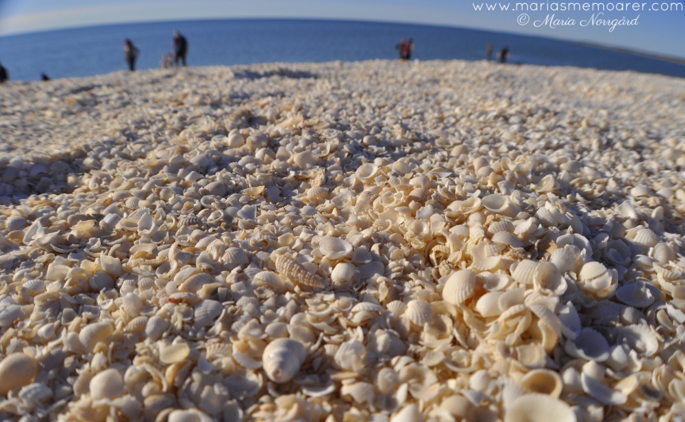 Shell Beach i västra Australien - stranden gjord av snäckor