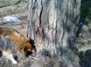 Ronja söker frollic i trädet