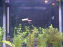 some of the fishis:) But it's a bit hard getting a good picture, they just didn't want to stay still :P