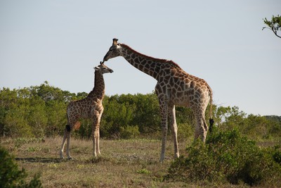 Giraffamiljen vi hittade påväg för att titta på lejon förra årets afrikaresa. 