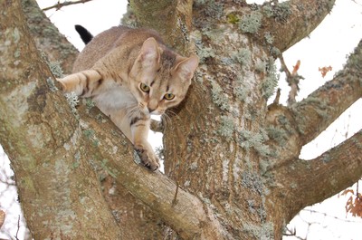 Puma i ekträdet