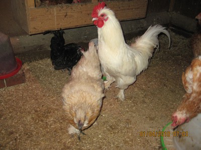 stor svart kuk vita kycklingar