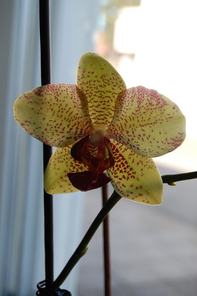 Orkidén