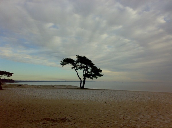 Ensamt träd på en strand en kylig morgon