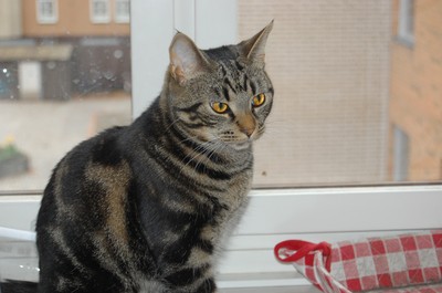 Min älskade kissemiss Walle sitter ofta på sin favoritplats vid köksfönstret.