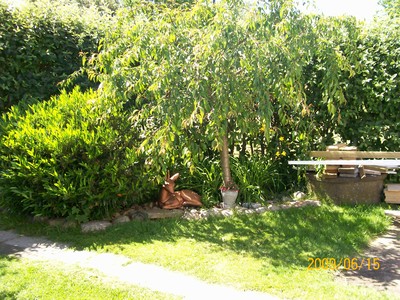 mitt körsbärsträd med ett råddjur under och en fuschia i kruka
