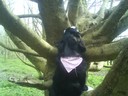Luna ville också klättra i träd