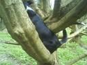 Holly uppe i trädet