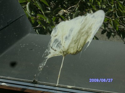 En fågel har lagt världens största skit på mitt sovrumsfönster. Hur fan han betett sig vet bara det svinet, för taket går ut en meter över fönstret. Vem ska tvätta bort det?