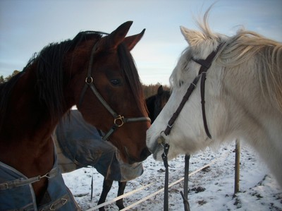 Bonni + häst hälsar glatt på varandra :D