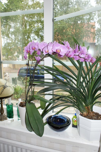 orkidé med många blommor