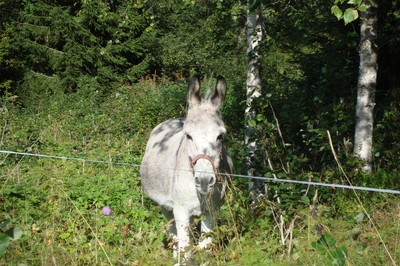 Tog card today on the donkeys!  sök