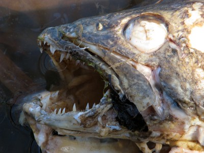 Bild: En död fisk  Foto: Joe Pena