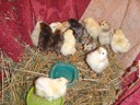Mina nykläckta kycklingar