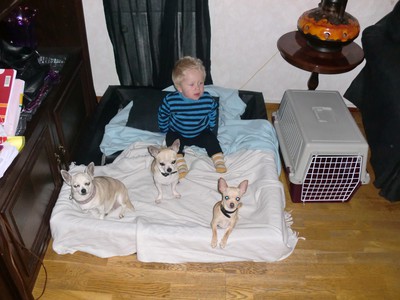 Vincent med hundar