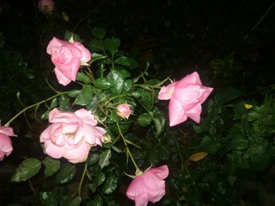 Fina rosor som överlever både kyla och mörker.